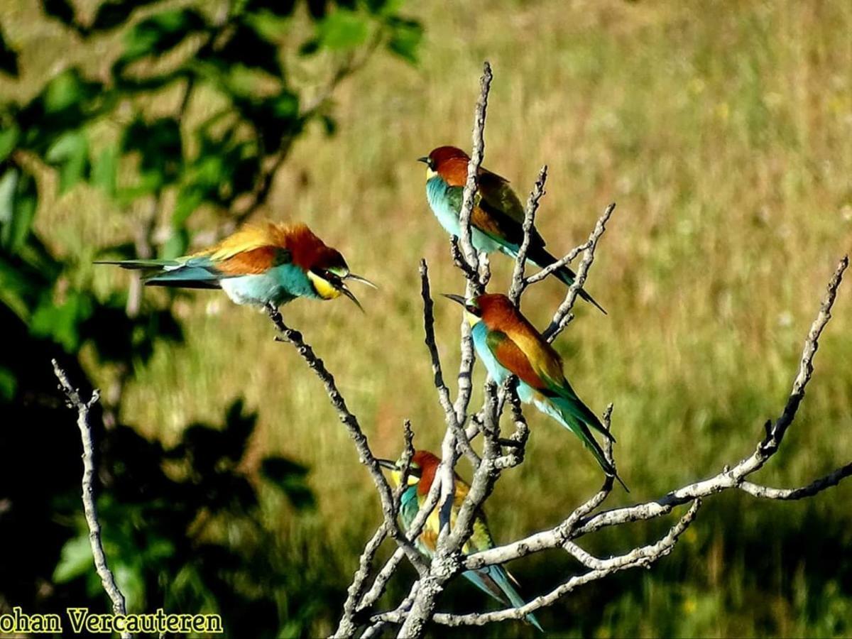 Flores Amarillas B&B Almoharin ภายนอก รูปภาพ